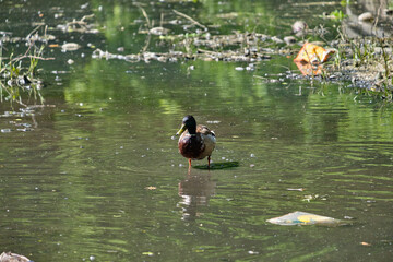 Ducks in the pond of Kaliningrad in the summer.