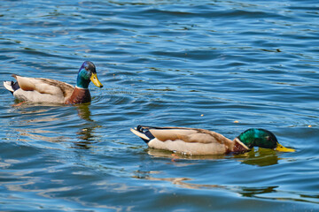 Ducks in the pond of Kaliningrad in the summer.