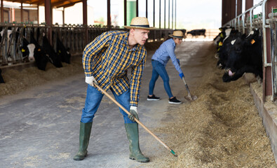 Diligent positive farmer working in cowshed, engaged in breeding of milking holstein co