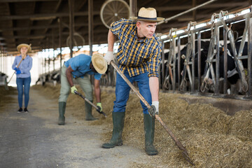 Diligent positive farmer working in cowshed, engaged in breeding of milking holstein co
