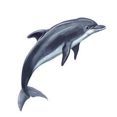 A dolphin realistic isolated on white background. Watercolor. Illustration Handmade.