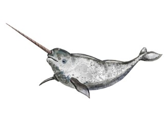 watercolor illustration of narval whale isolated on white background © NNclipart
