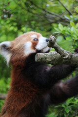 動物園のアライグマ