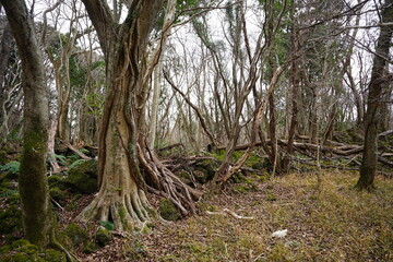 a dreary autumn forest with bare trees