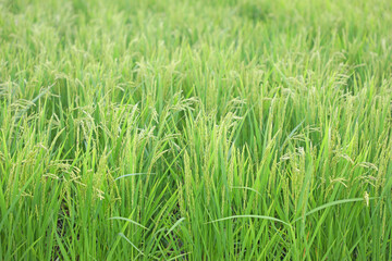 夏の稲