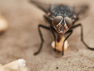 Macro Images Of A Blow Fly Feasting On A Rotting Orange