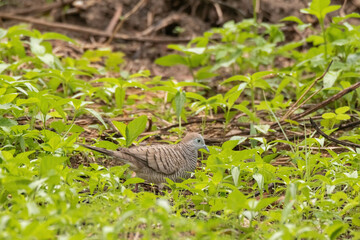 view of a zebra dove in nature