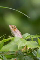 view of a oriental garden lizard in nature