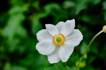 Bee Foraging On A Japanese anemone (Anemone hupehensis) is a tall, stately perennial that produces glossy foliage and big, saucer-shaped flowers in shade's