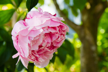 Pale Pink Peony flowers begin to open in a garden; large pink peony bud with delicate pastel pink petals blooms