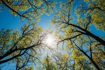 Sun Shining Through Canopy Of Tall Trees With Young Spring Folliage Leaves. Sunlight In Deciduous Forest, Summer Nature. Branches Of Woods