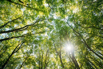 Fototapeta na wymiar Summer Deciduous Forest Trees Woods Canopy. Bottom View Wide Angle Background. Sun Shining Through Greenery Foliage In Green Forest