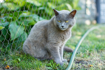 Naklejka na ściany i meble gray cat , sitting in the green grass