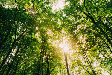 Summer Sun Shining Through Canopy Of Tall Trees. Sunlight In Deciduous Forest, Summer Nature. Upper Branches Of Tree