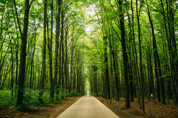 Walkway Lane Path With Through Tilia Cordata Trees In Forest. Beautiful Alley, Road In Park....