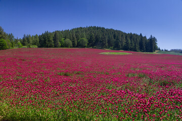 Fototapeta premium field of red clover in bloom