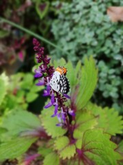 A Butterfly on a flower