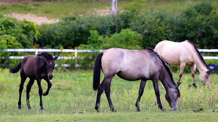 Obraz premium horses in the meadow