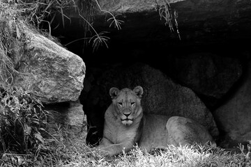 Female African Lion, in a den