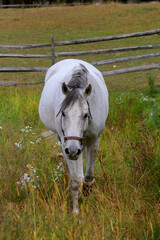grey horse in a meadow