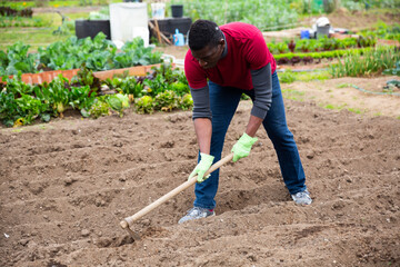 Focused African American working with hoe in kitchen garden, tilling soil before planting...