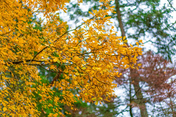 カナダのヴィクトリアの観光名所を旅行している風景 Scenes from a trip to the sights of Victoria, Canada. 
