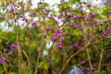カナダのヴィクトリアの観光名所を旅行している風景 Scenes from a trip to the sights of Victoria, Canada. 