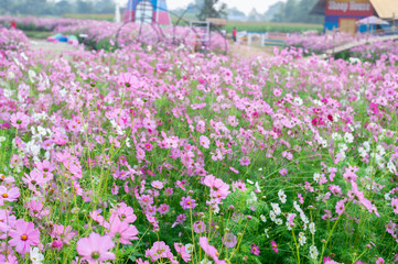 background field aster of cosmos flower bloom gardens bloom beautifully