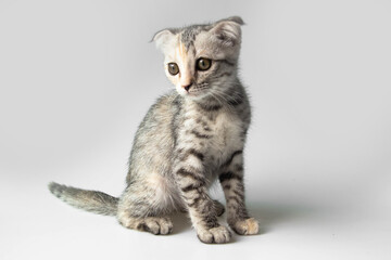 Fototapeta na wymiar Cute kitty Scottish Fold cat