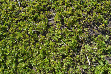 Early spring in the garden. In early spring, young green grass grows on moist soil. Young grass in the ground outdoors.