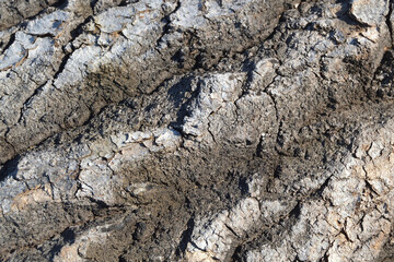 The texture of natural dirty old coarse wood