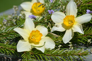 Fototapeta na wymiar Spring flower arrangement with spruce branch and daffodils with cereal grass, postcard for congratulations and congratulations on a beautiful blurred background