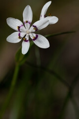 small native bug drinking nectar from early nancy flower