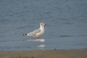 Brown-headed Gull (Chroicocephalus brunnicephalus) on the sea water.