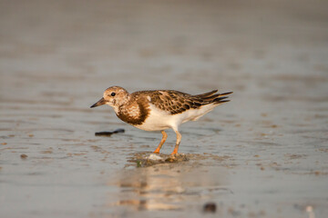 Ruddy Turnstone (Arenaria interpres) on the beach. seen in India.
