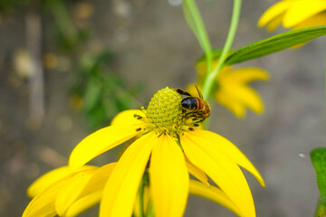 bee on yellow flower