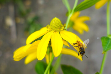 bee on yellow flower