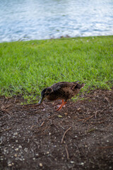 Dia de descanso en parque de la ciudad
