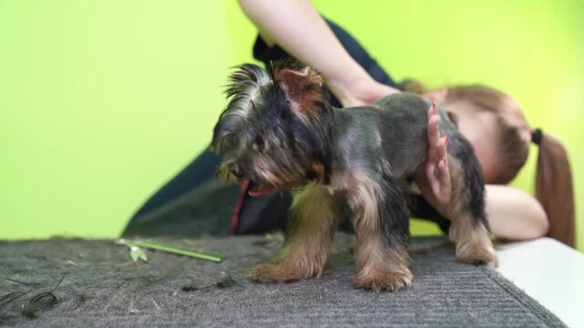 Groomer makes shearing of Yorkshire Terrier by scissors. extras at the pet store