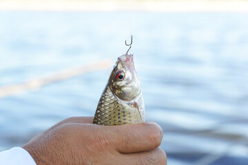 A freshwater fish caught with a hook
