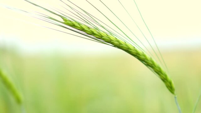 close-up view of green wheat spike ear field in summer day. environment farming agriculture concept