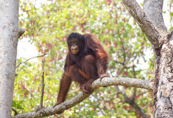 Orangutan on a high tree eating leaves © weerapat1003