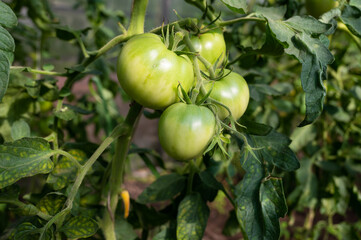 Closeup group of young green tomatoes growing in greenhouse. Green tomatoes plantation. Agriculture concept