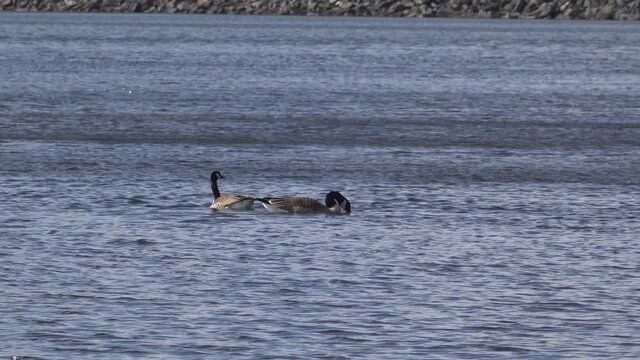 Canada Goose on a lake