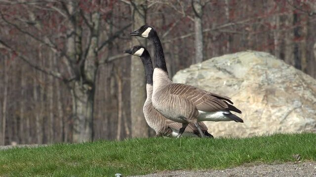 Canada Goose on green grass