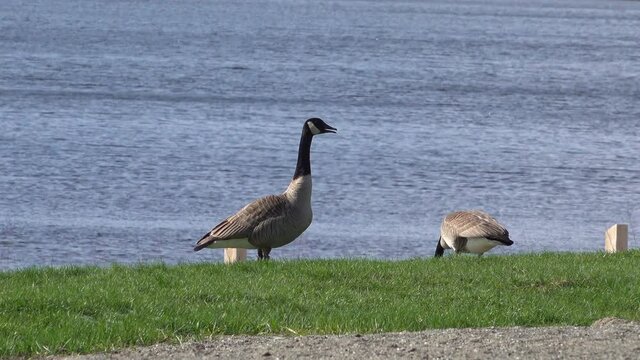 Canada Goose on green grass
