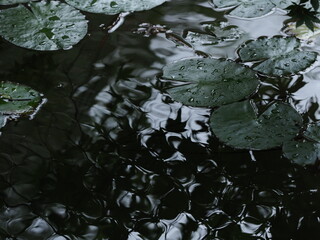 水に浮かぶ蓮の葉