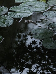 水に浮かぶ蓮の葉