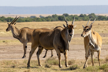 Naklejka na ściany i meble Drei Elenantilopen freigestellt in der kenianischen Masai Mara