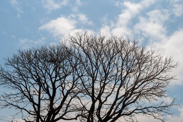 Tree branches silhouettes with cloudy blue sky, sunny day.